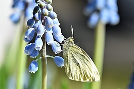 蝴蝶,gonepteryx rhamni,動物