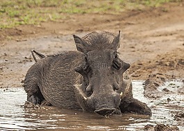 warthog,泥,洗澡