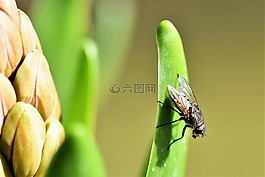 飛,動物,昆蟲