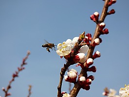 蜜蜂,花,杏