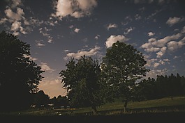 公園,草,自然