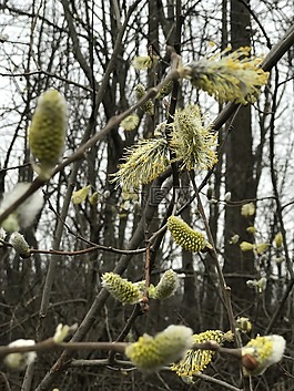 盛開,的,pussywillows