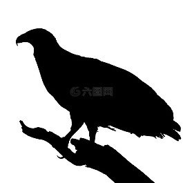 魚鷹,鳥,獵物
