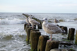 海鷗,波羅的海,海