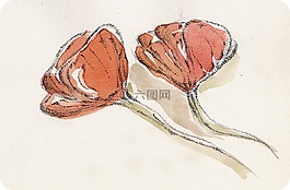 罌粟花,鮮花,罌粟