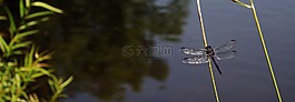 蜻蜓,湖,夏季