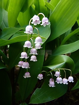 鈴蘭,花,性質(zhì)
