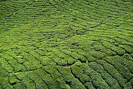 茶,茶葉植物,場