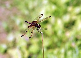 蜻蜓,湖,夏季