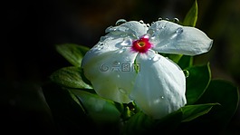 花,白,白色的花