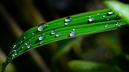 叶,花园,草