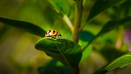 瓢蟲,植物區(qū)系,動(dòng)物群