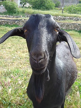 山羊,家養(yǎng),動物