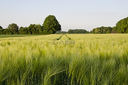 麥田,草地,綠色