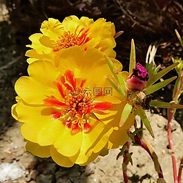 花,蓬勃發(fā)展,花瓣