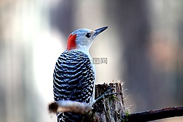鳥,野生動物,動物