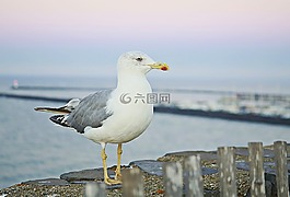 海鷗,鳥,海