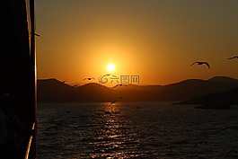 日落,海鷗,鷗