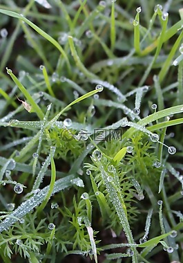 露水,草,水