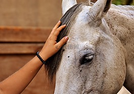對動物的愛,馬,中風