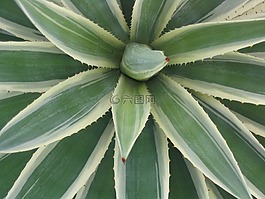 仙人掌,葉,綠色