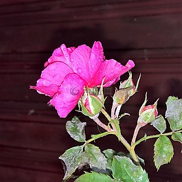秋季,花,玫瑰