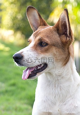 狗,寵物,動(dòng)物