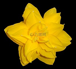 郁金香,充滿,光明