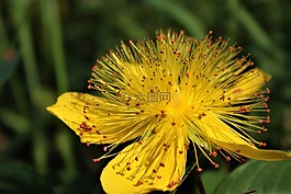 花,黃色,性質(zhì)