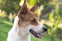狗,寵物,動物