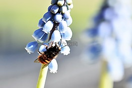 梅森蜜蜂,野生蜂,蜜蜂