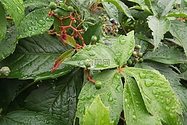 葉子,雨,雨滴