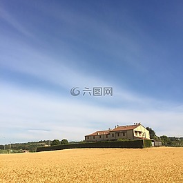 房子,夏季,小麥