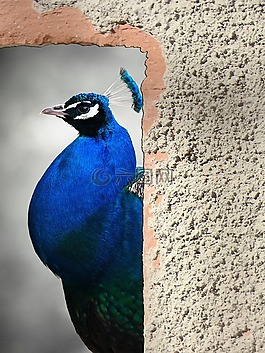 孔雀,鳥,動物
