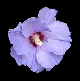 芙蓉,棉花糖,藍(lán)色