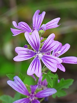 錦葵,花silveste,美