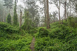 雜草,路徑,薄霧