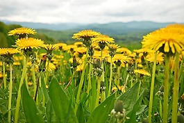 蒲公英,春,山
