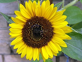 太陽花,黃色,花