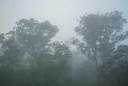 薄雾,胶树,悉尼
