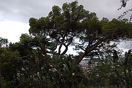 马德拉,funchal,植物园