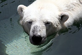 熊,白,動(dòng)物園