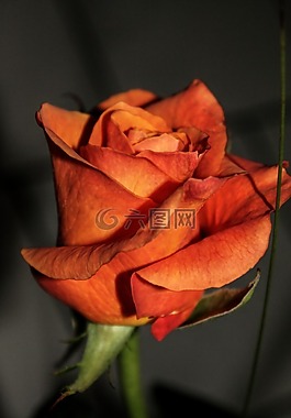 玫瑰,花,開花