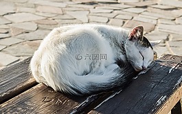 貓,年輕,睡眠