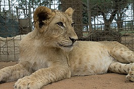 非洲,野生動物,獅子