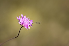 花,指出花,粉紅色