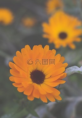 非洲菊,花,廠