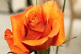 玫瑰,花,玫瑰綻放