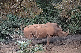 河馬,動物,動物園