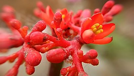 自然,花,植物區(qū)系